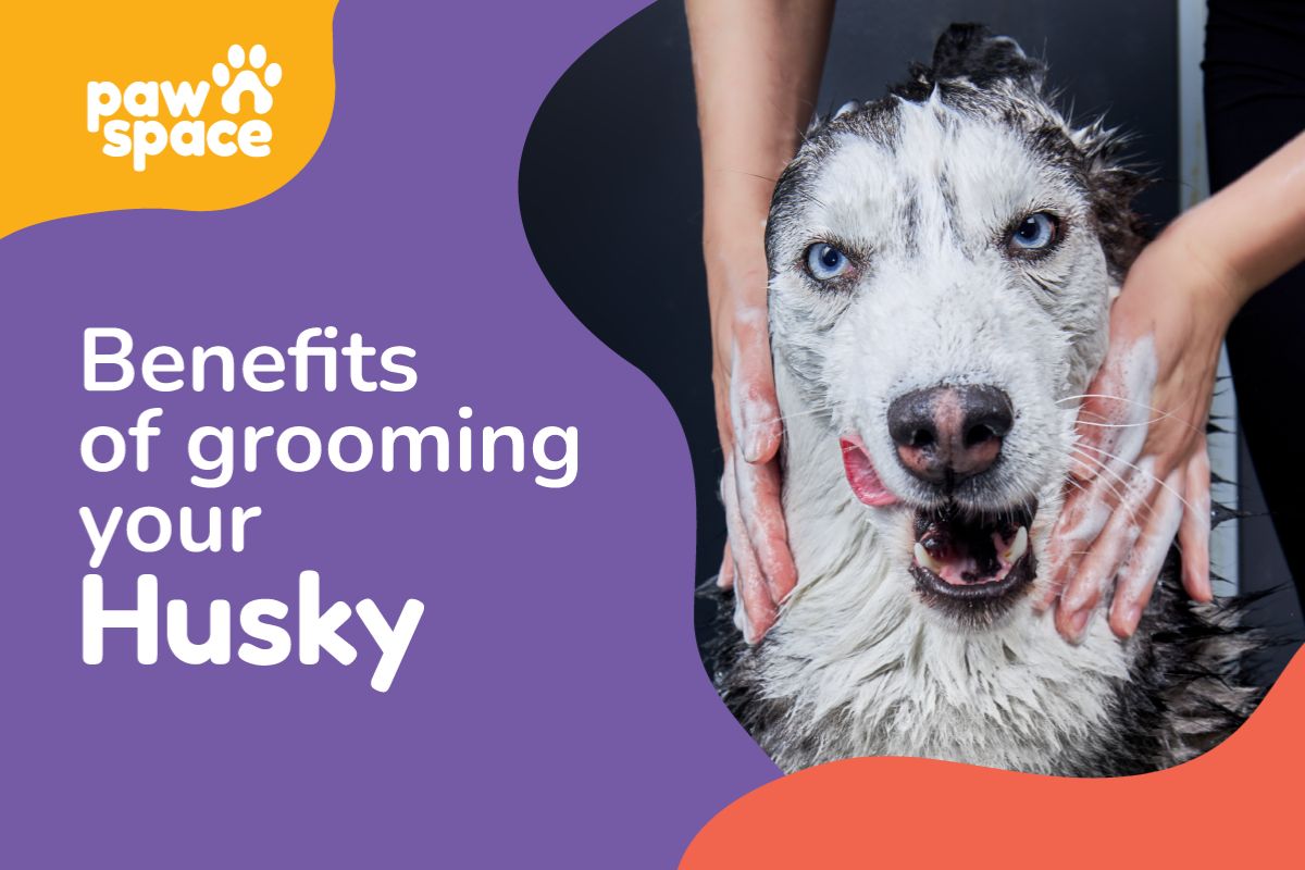 Benefits of Grooming Your Husky