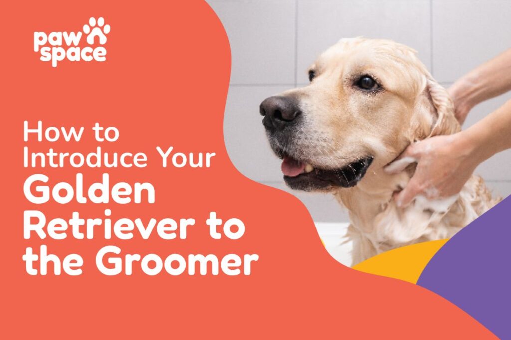 How to Introduce Your Golden Retriever to the Groomer