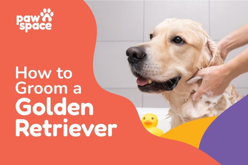 How to Introduce Your Golden Retriever to the Groomer