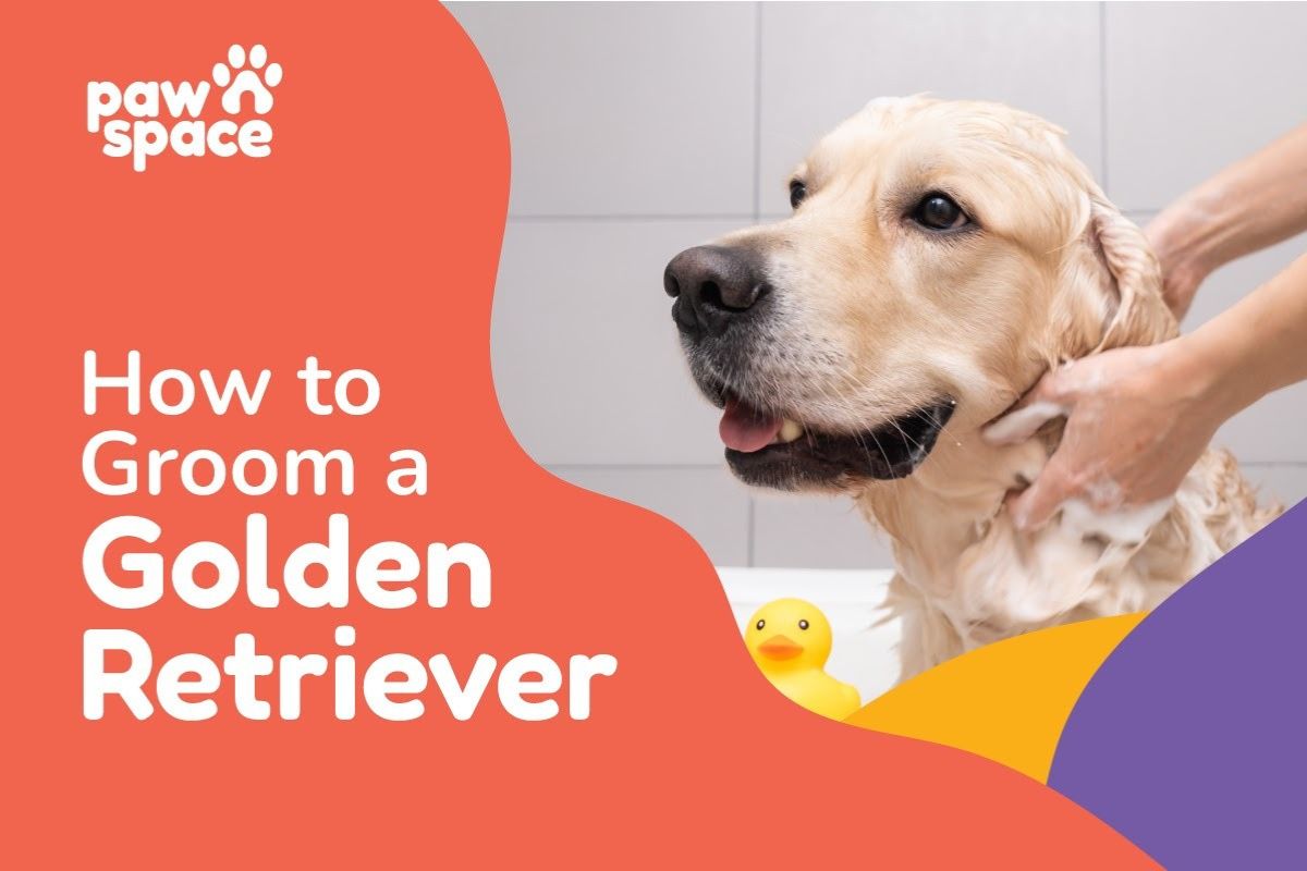 How to Introduce Your Golden Retriever to the Groomer