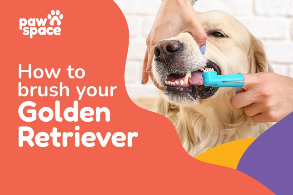 How to brush your Golden Retriever