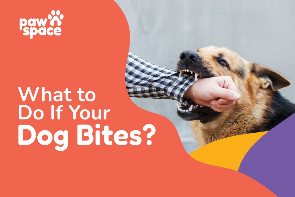 What To Do If Your Dog Bites