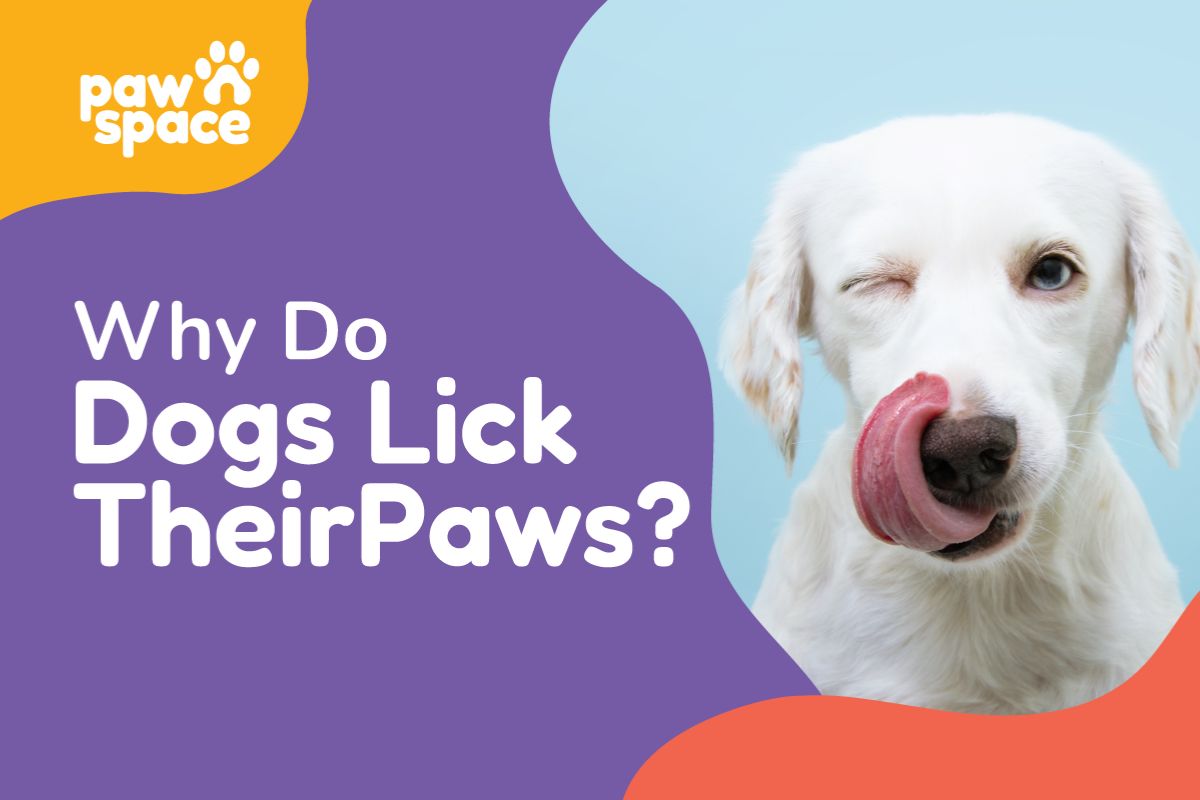 Why Do Dogs Lick Their Paws