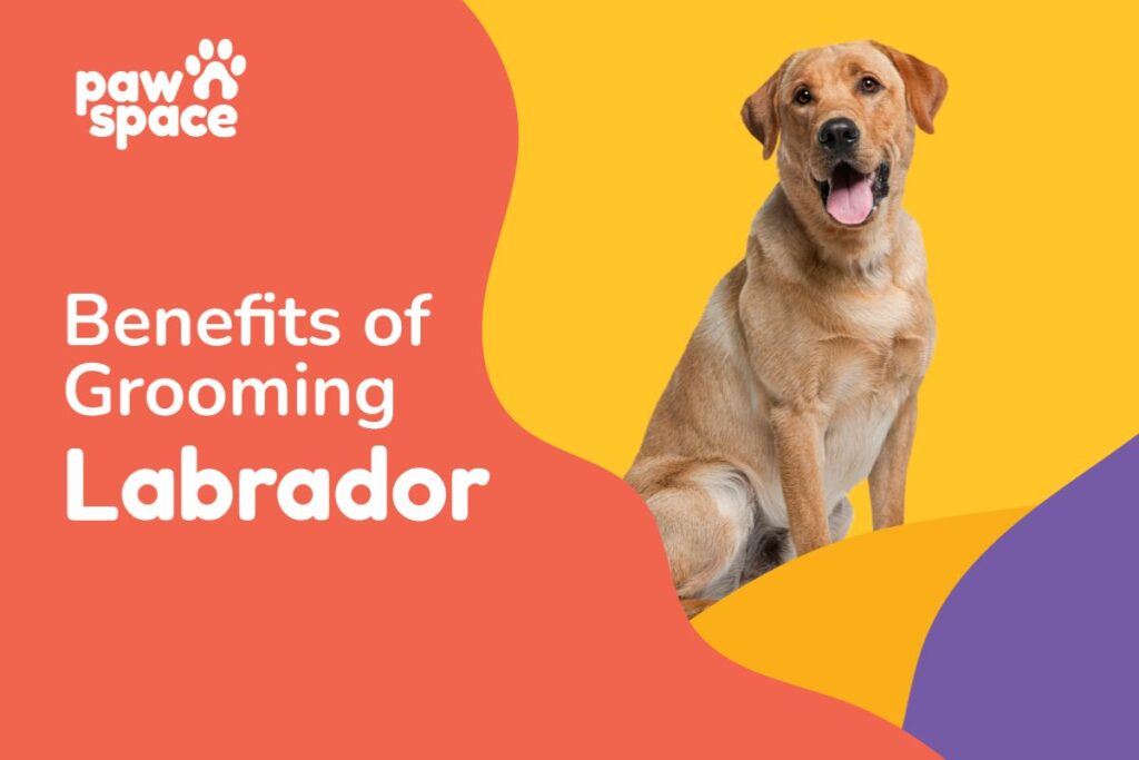 Benefits of Grooming Your Labrador