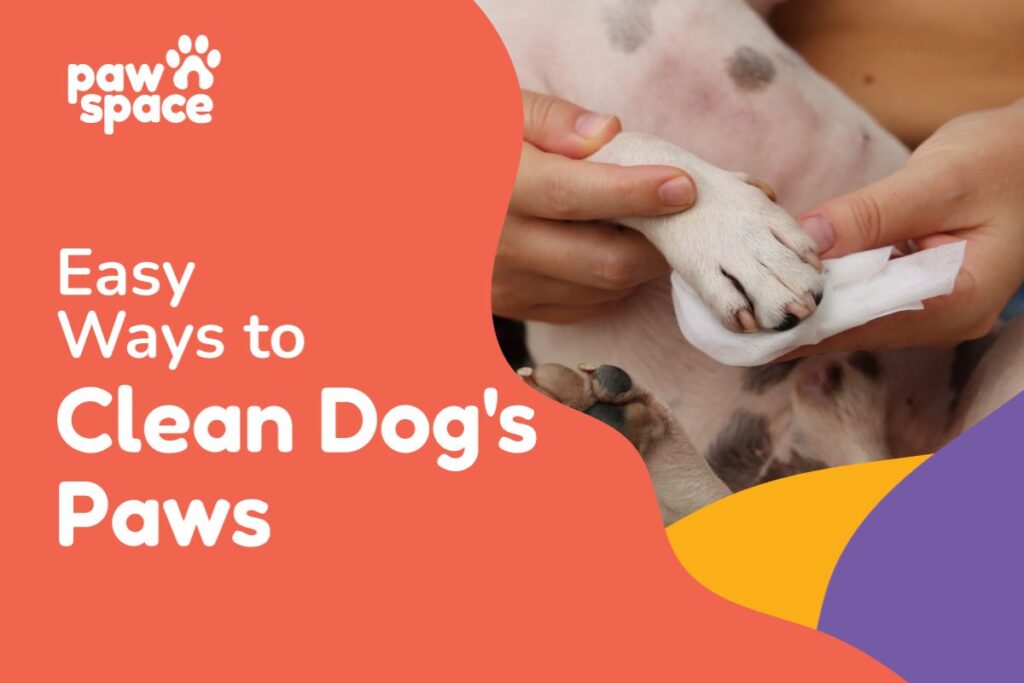 Clean dogs paws