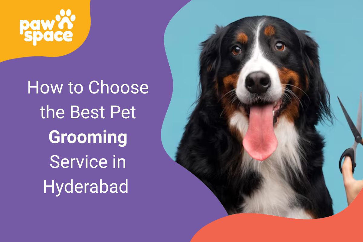 pet grooming service in Hyderabad