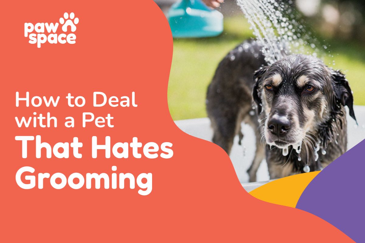 How to Deal with a Pet That Hates Grooming