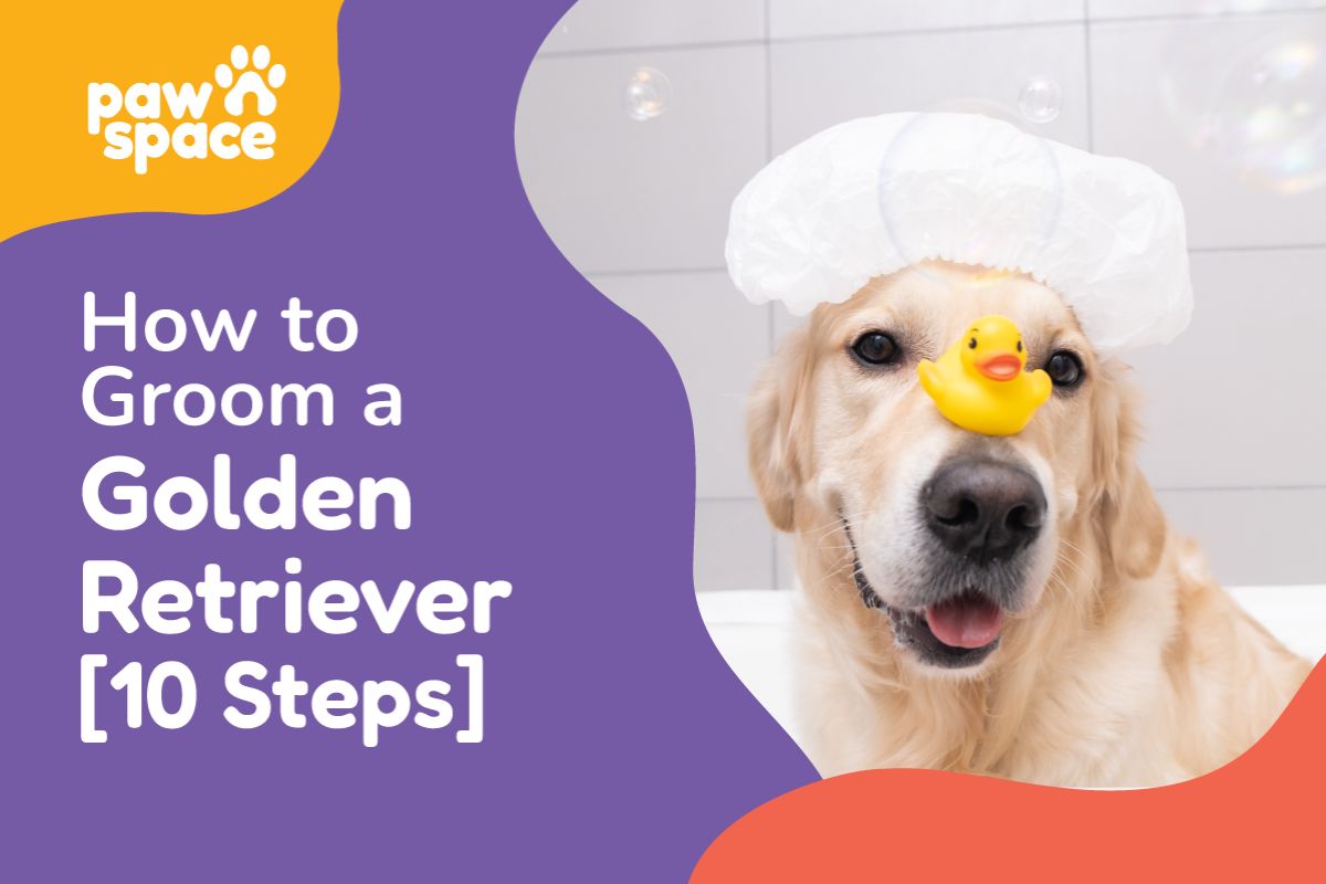 How to Groom a Golden Retriever