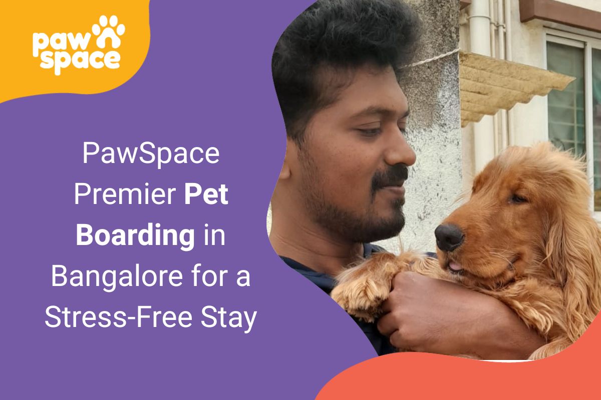 Pet Boarding in Bangalore