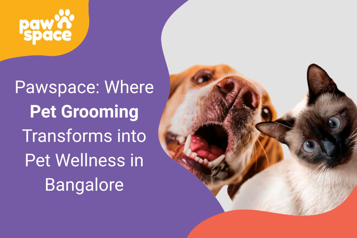 pet grooming transforms