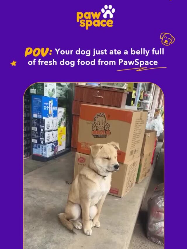 Fresh Dog Food From Pawspace