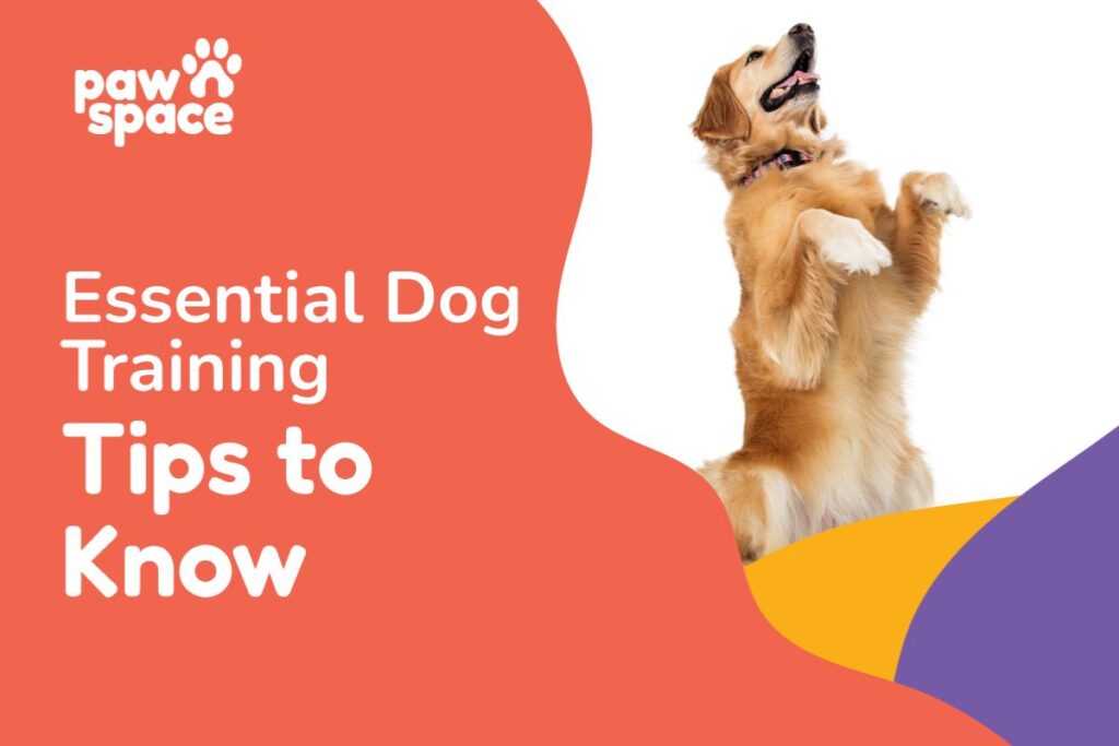 dog training tips