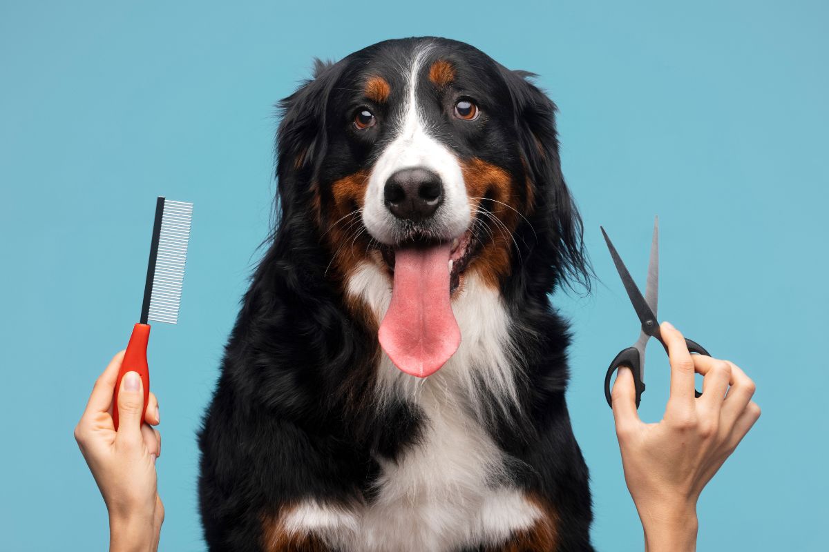 tips for grooming pet at home