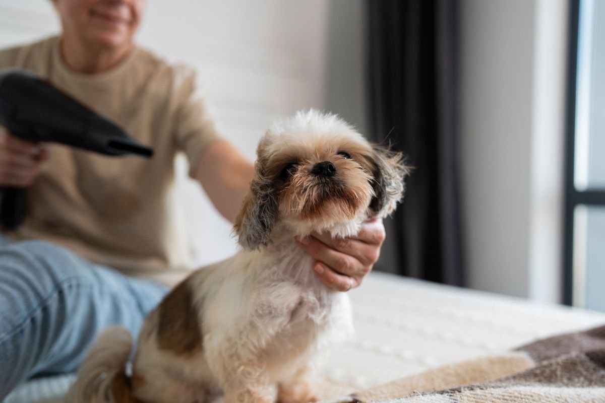 Common Dog Grooming Mistakes to Avoid: Tips from Professional Dog ... - Top 10 Mistakes Dog Groomers Must Avoid