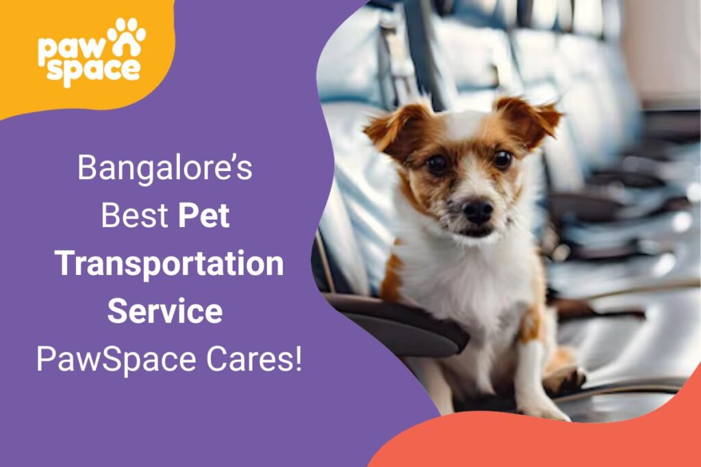 Pet Transportation Service