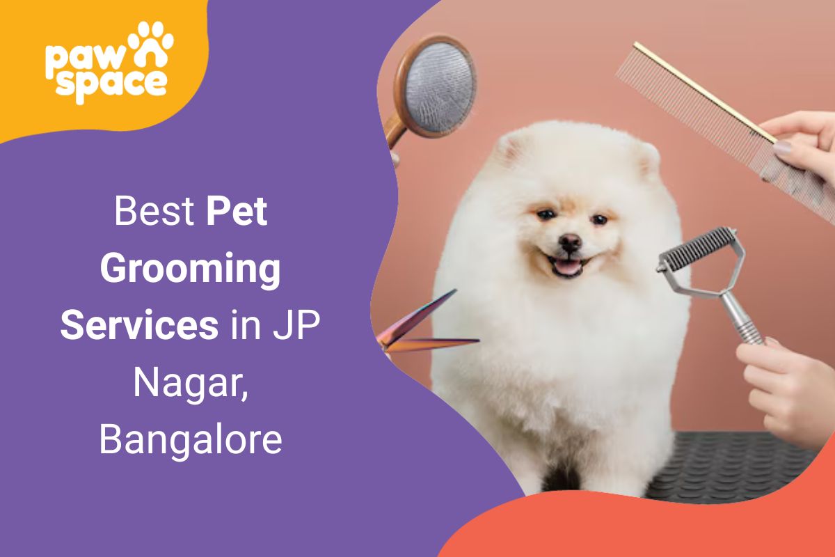 Pet Grooming Services in JP Nagar Bangalore