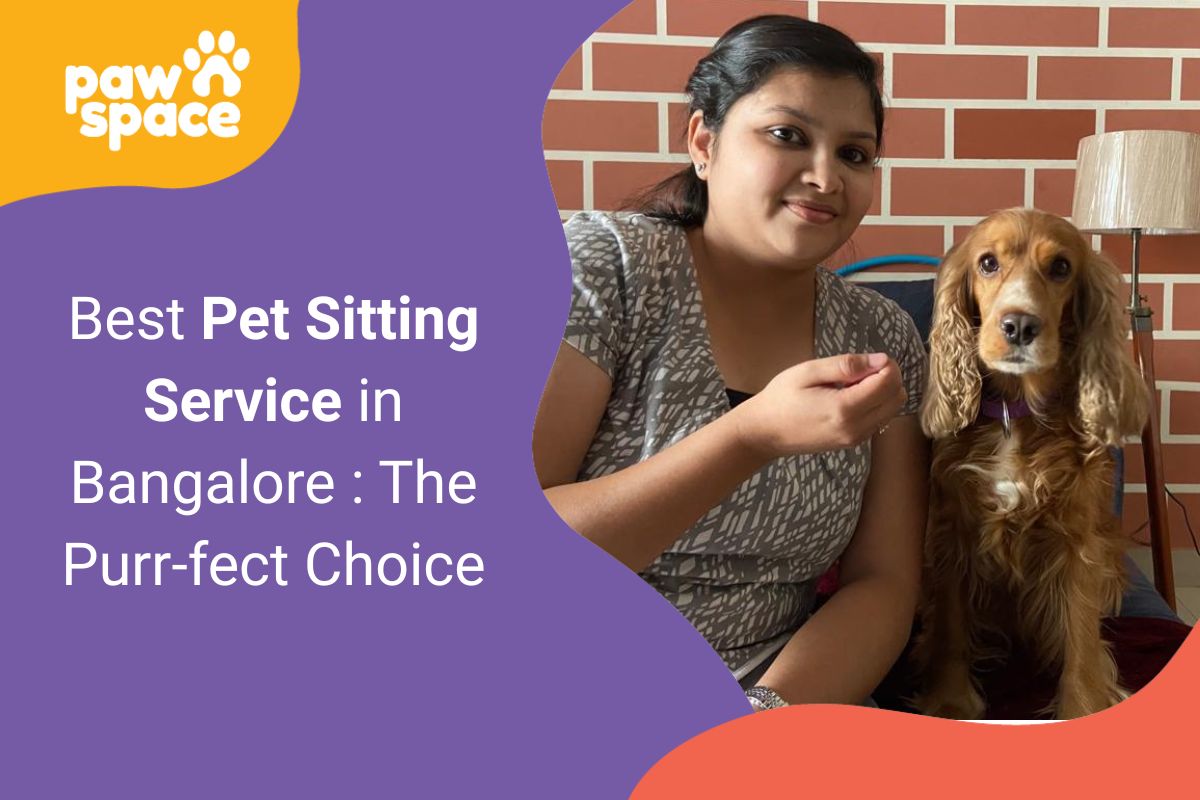 pet sitting service in bangalore