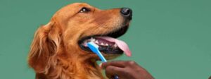 Brush a Golden Retriever