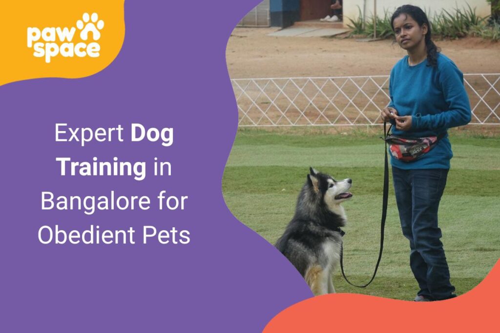 Expert Dog Training in Bangalore