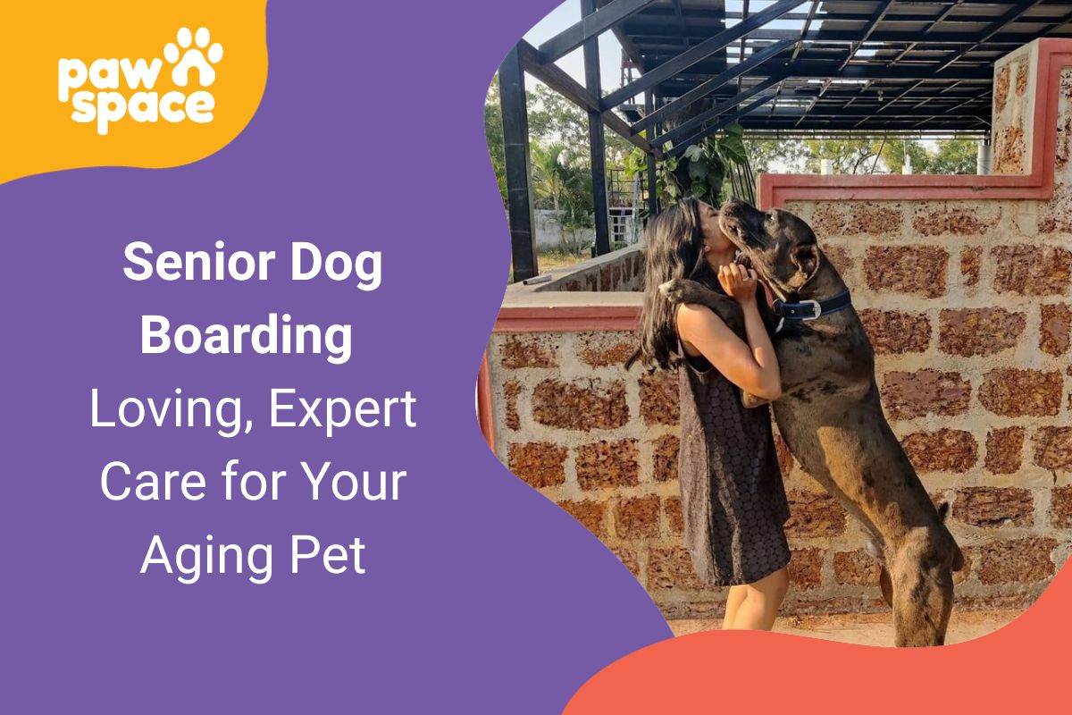 senior dog boarding