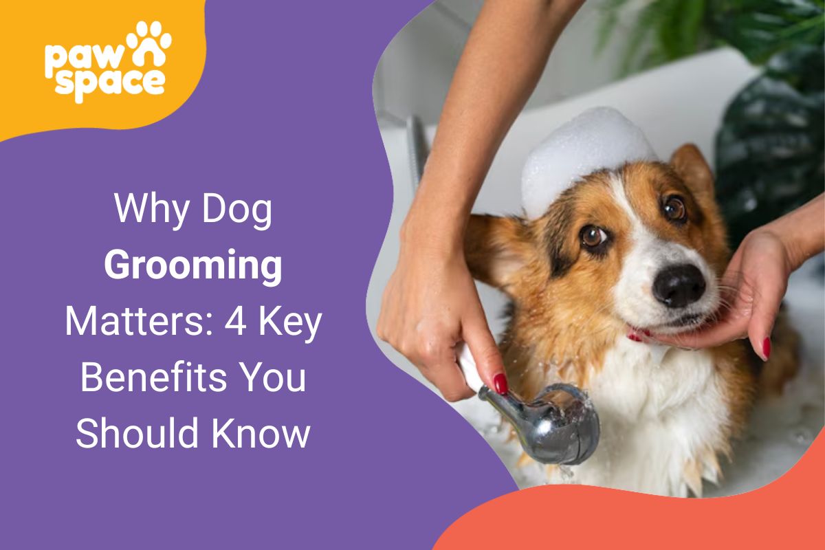 Dog Grooming