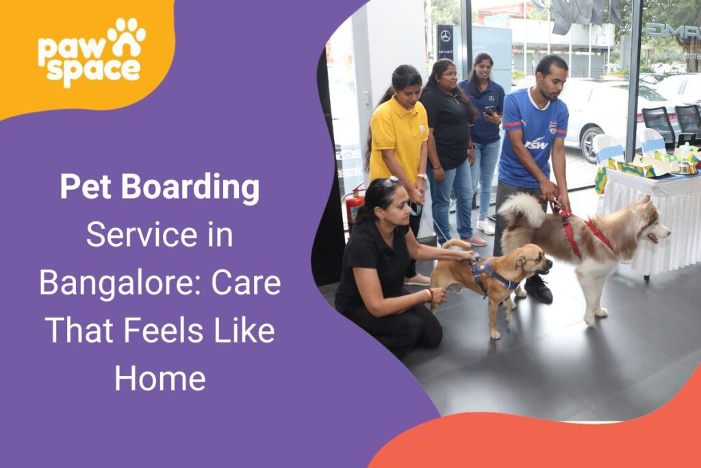 Pet Boarding Service in Bangalore