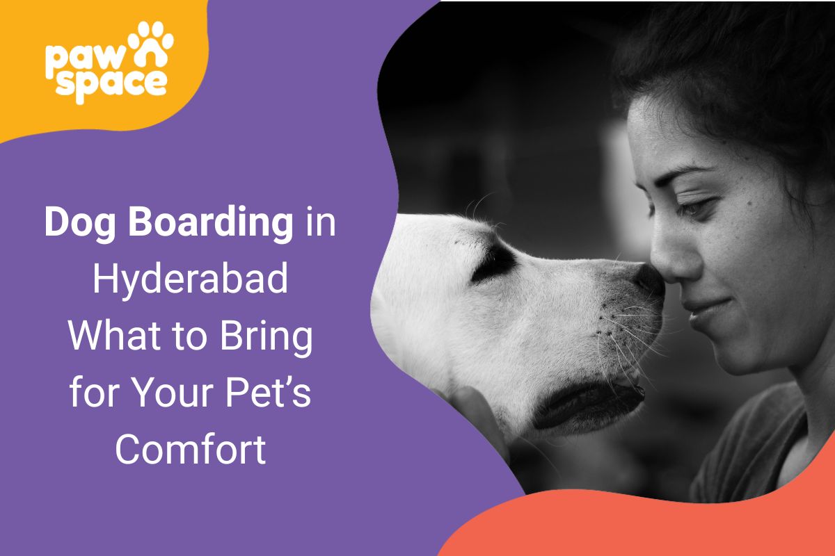 Dog Boarding in Hyderabad