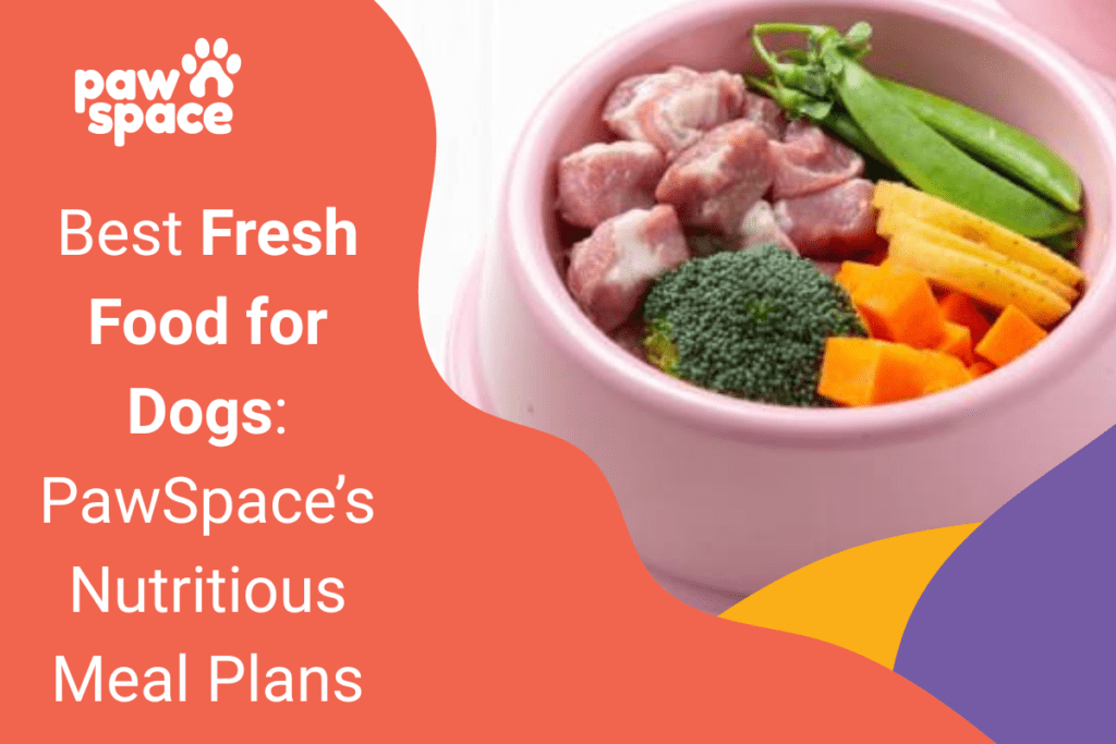 Best Fresh Food for Dogs: PawSpace’s Nutritious Meal Plans