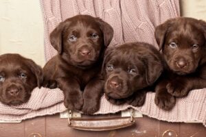Lab puppy care