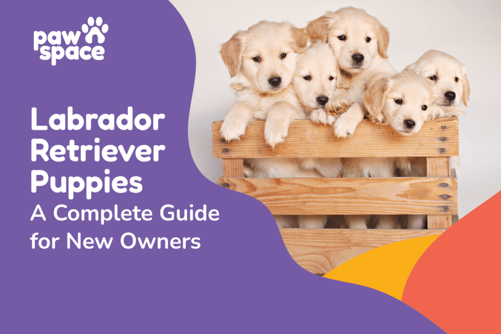 Labrador Retriever puppies
