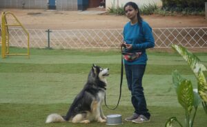 German Shepherd vs Husky