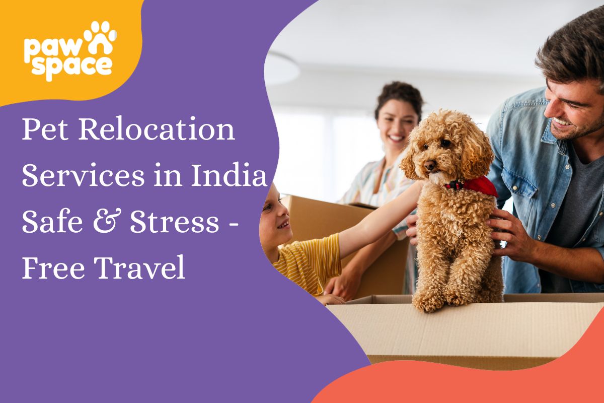 pet relocation services in india