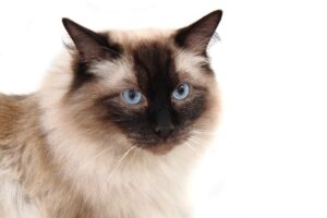 Ragdoll Cats