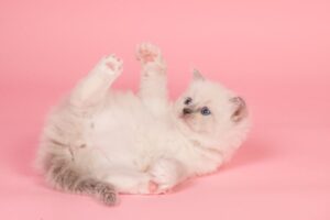 Ragdoll Cats