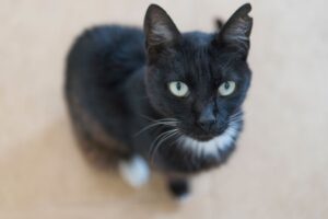 Best Black cat breeds