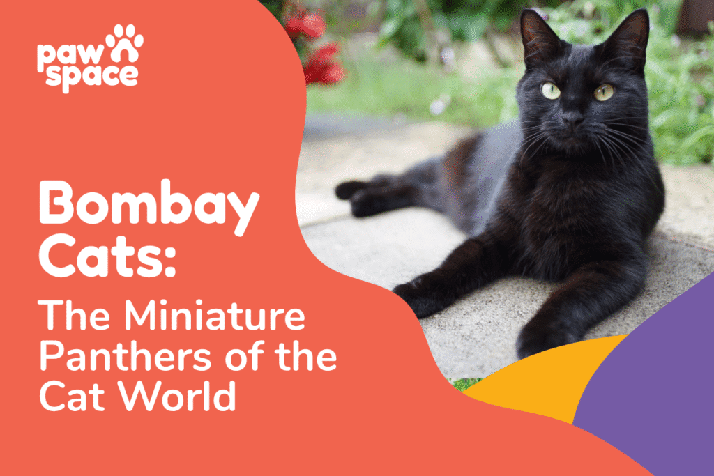 Bombay cat breed
