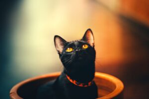 Bombay cat breed