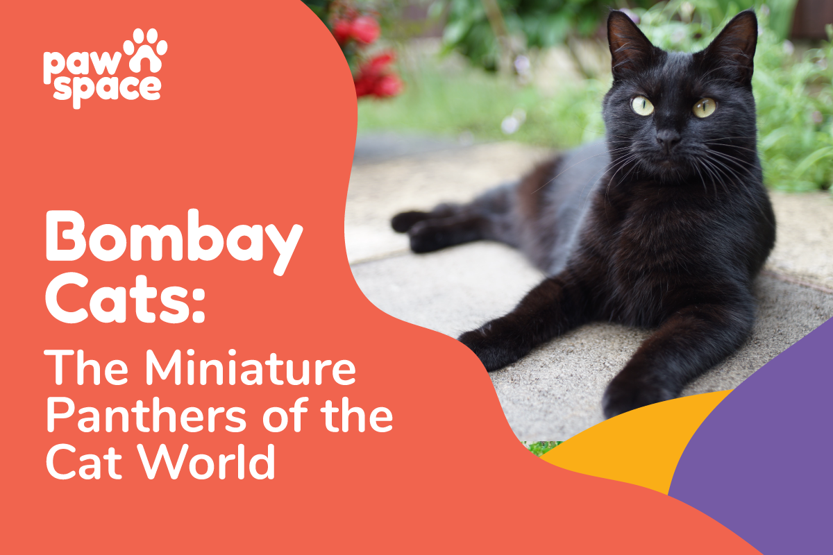 Bombay cat breed