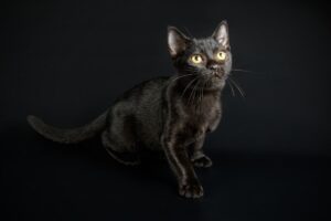 Bombay cat breeds