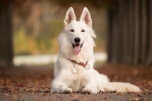 Pet Registration