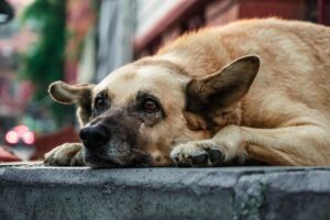 Street dogs resuce