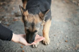 Street dogs strugle