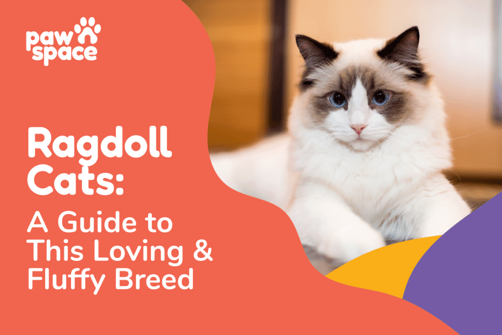 Ragdoll Cats