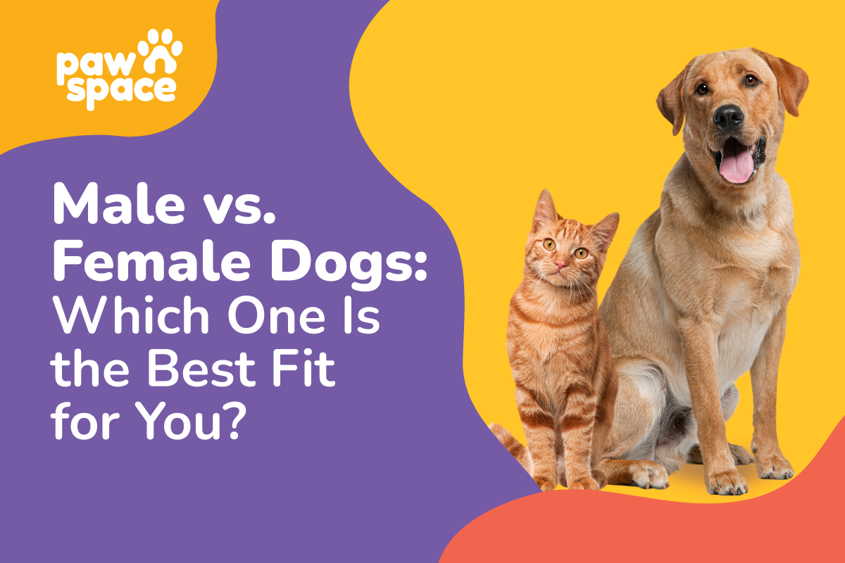 Male vs female dogs