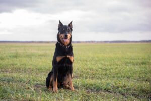 powerful dogs