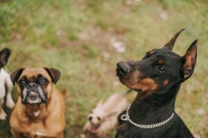 strong dog breed