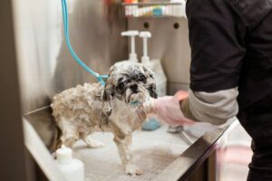 What Is the Process of Pet Grooming