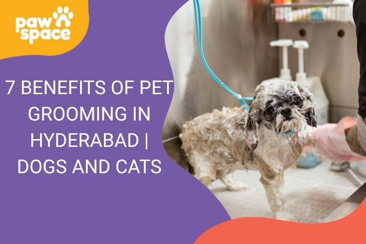Benefits of pet grooming in Hyderabad