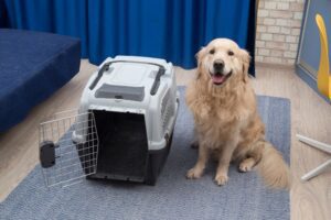 Checklists for Pet Boarding 