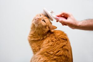Process of Pet Grooming